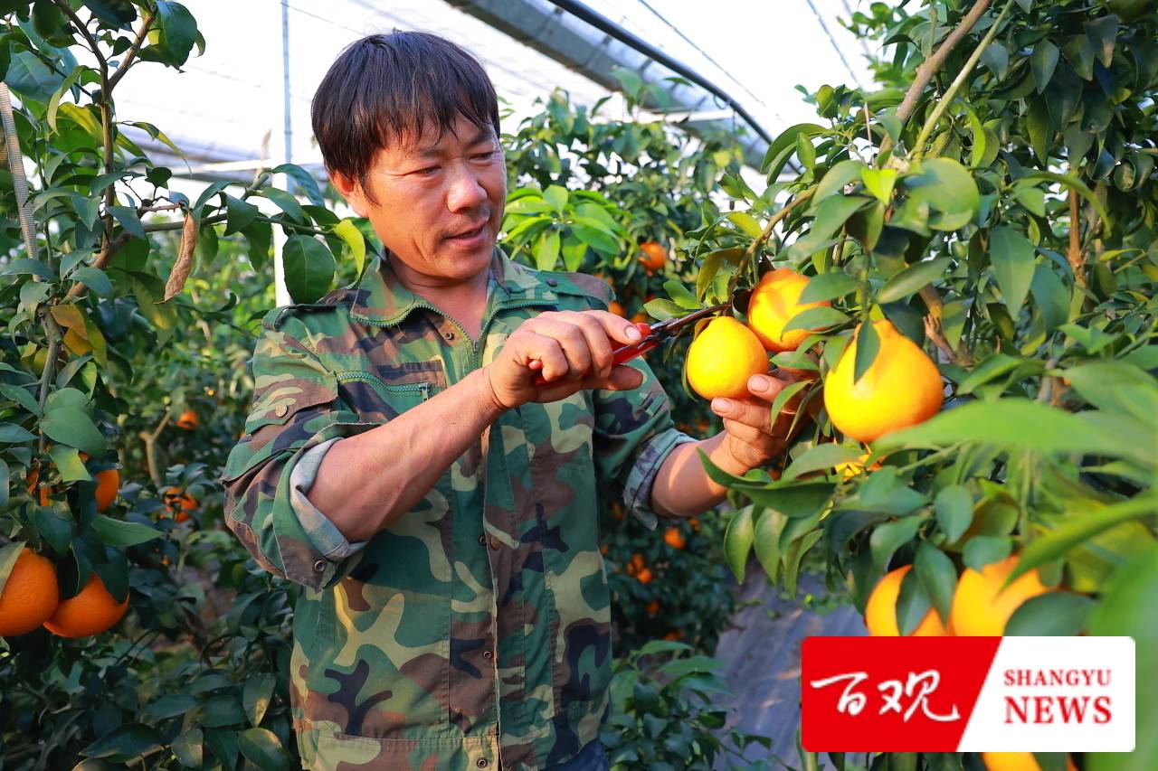 种植大户陈伟祥说：我要把“务农”这碗饭从苦吃到甜