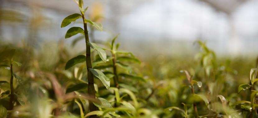 植然方适石斛精华旗舰店,植然方适石斛精华面膜旗舰店
