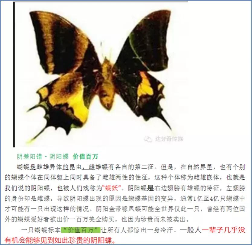 珍稀蝴蝶标本阴阳蝶,雌雄阴阳蝶图片