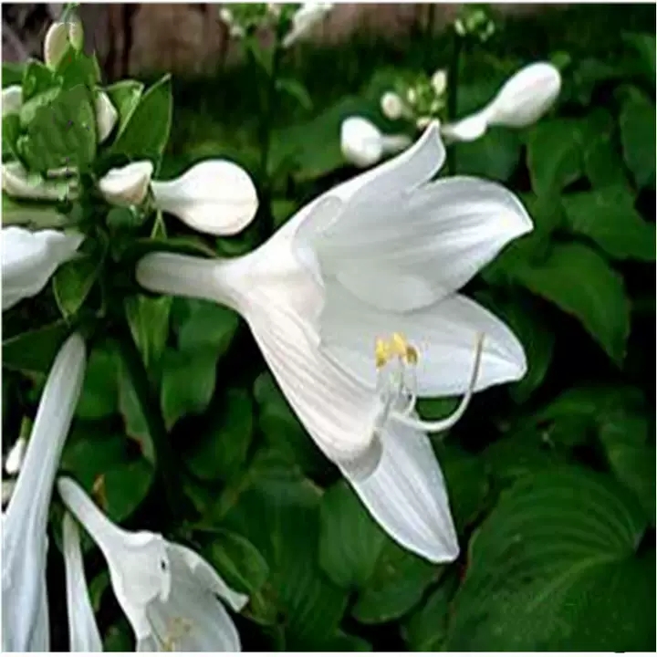 家里不栽梧桐树的原因,家中海棠有什么说法