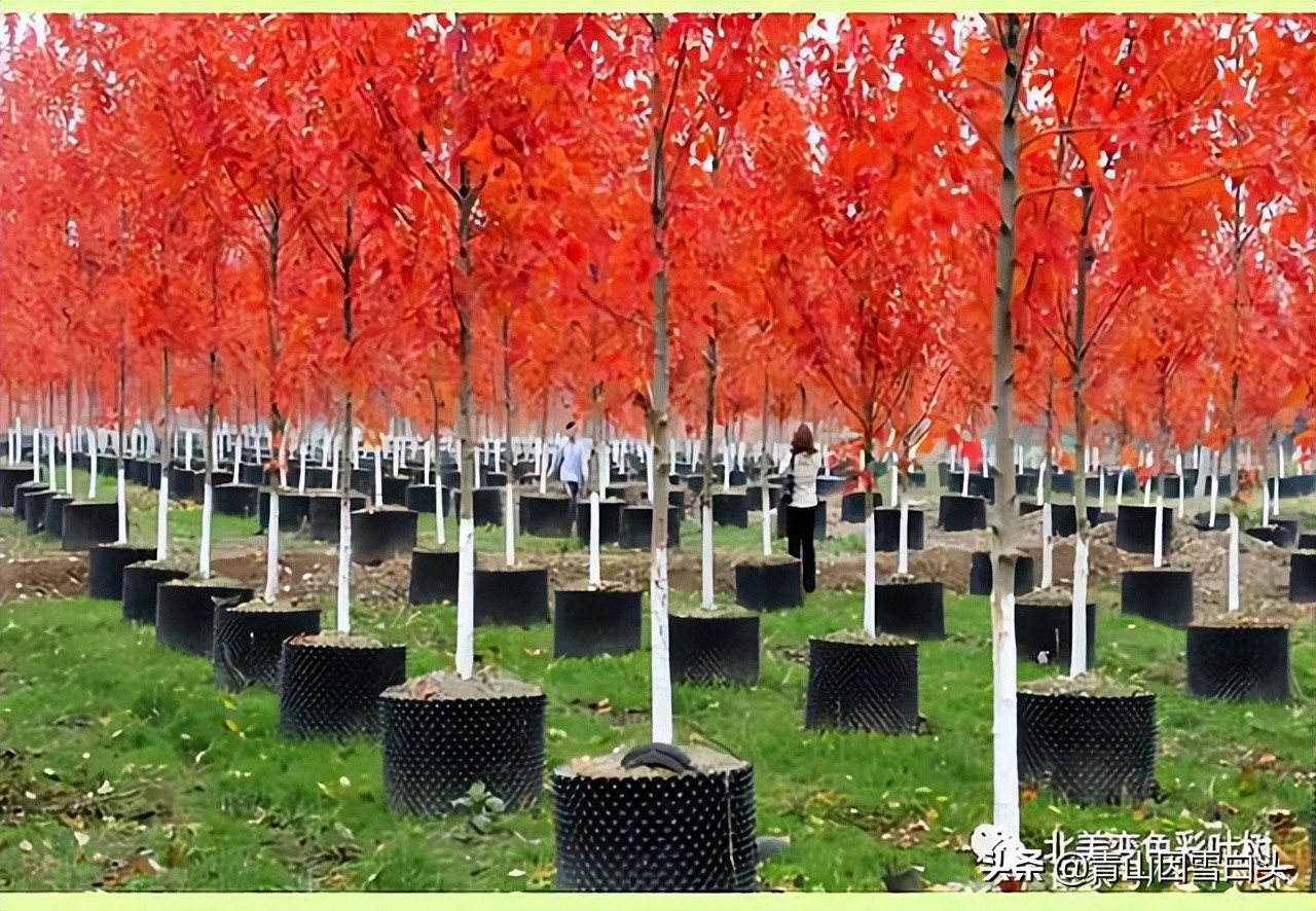 种啥树一亩竟赚10多万,一亩地种60棵树的株距和行距