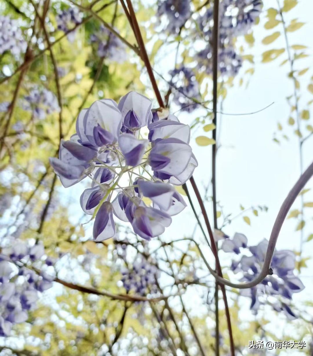 南华大学校花全集,校花南华大学