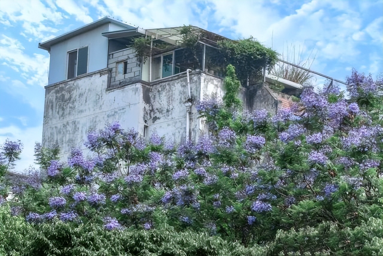 成都欣赏蓝花楹的最佳时间,成都几月看蓝花楹