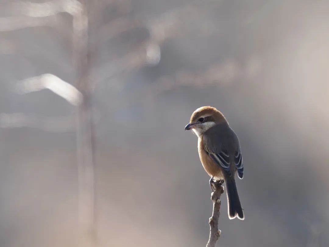 拍的鸟不够清晰怎么办,佳能拍鸟器材最佳配置
