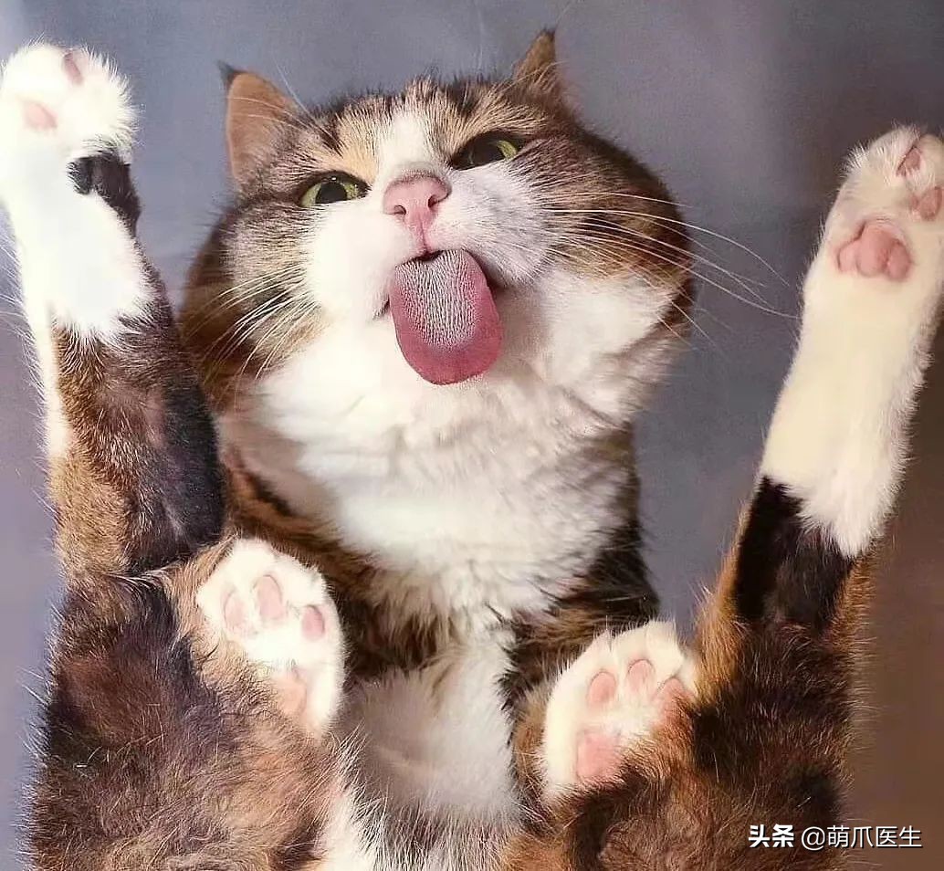 这只叫“长生”的猫咪，真实身份是美人鱼