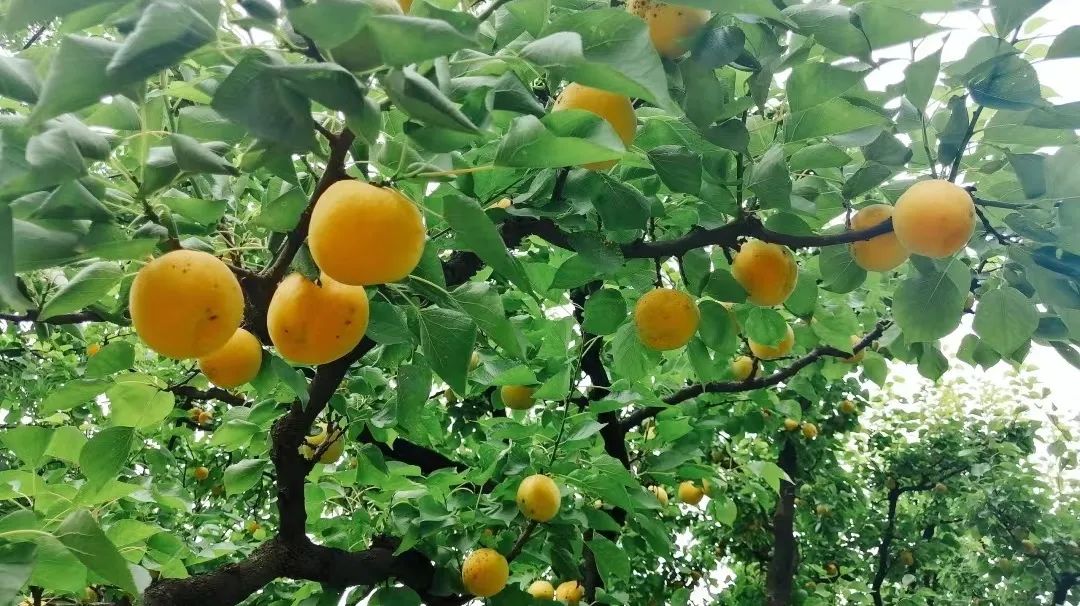 特色果业优质化发展,特色果业新政策