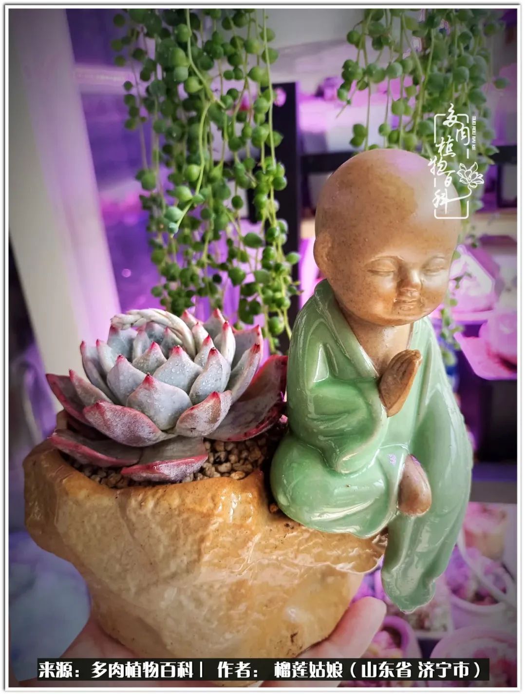 繁花似锦觅安宁淡如流水度一生,繁花似锦觅安宁淡云流水度人生