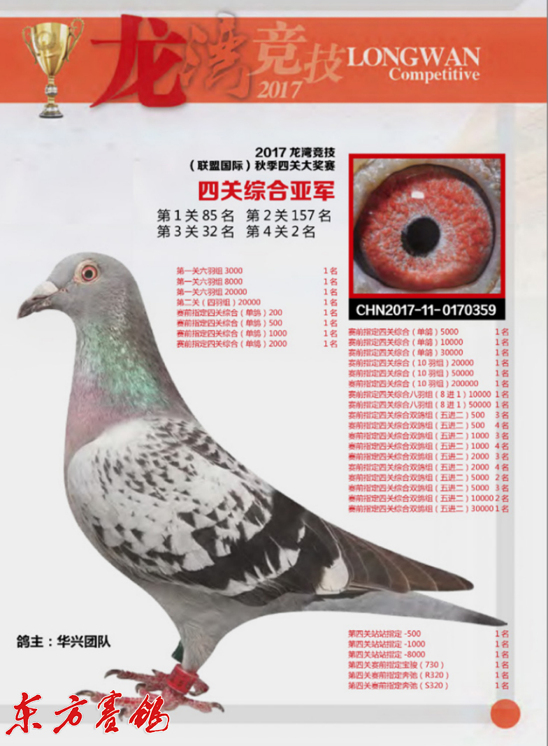 华兴鸽舍江建兴顶级种鸽,华兴鸽舍江建兴的鸽子价格