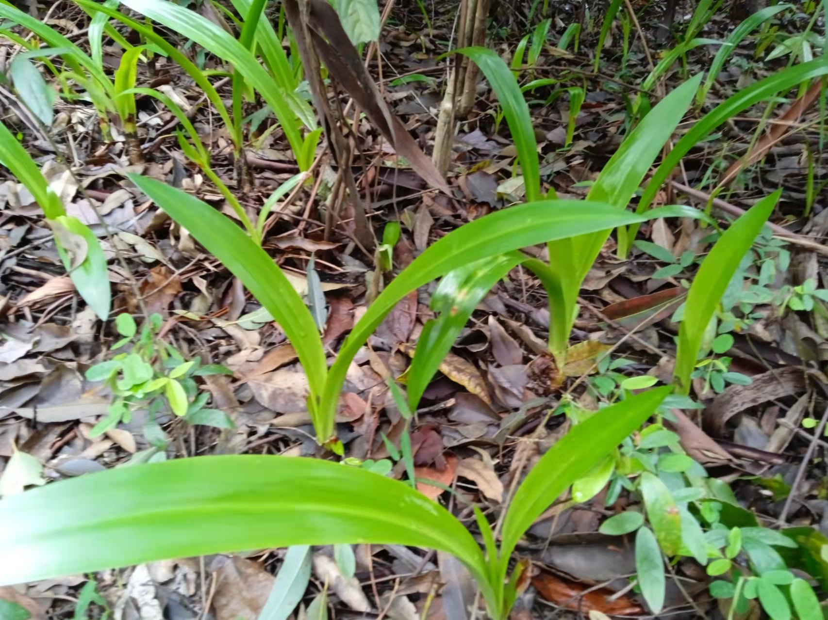 广州白云山春天的植物图片,广州白云山十大草本植物