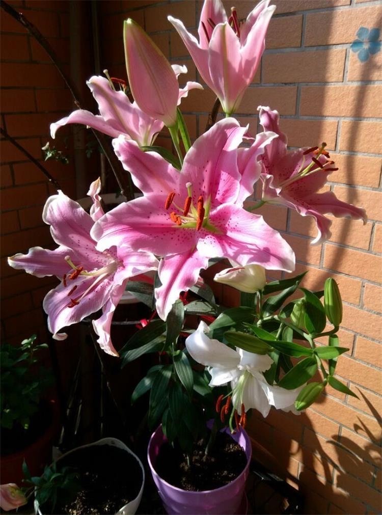 百合花买回来怎么养开花好看,自己养的盆栽百合花心意满满