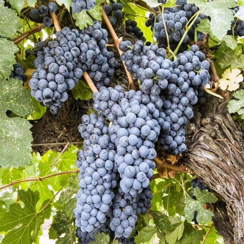 自酿葡萄酒有十年可以喝吗,自酿葡萄酒3年了能喝么