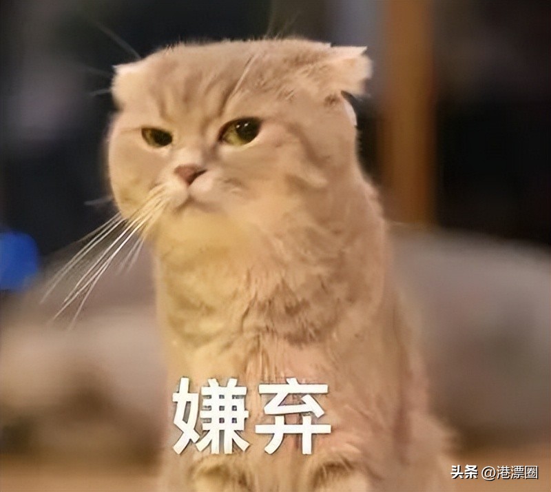 香港养猫领养,香港养猫攻略