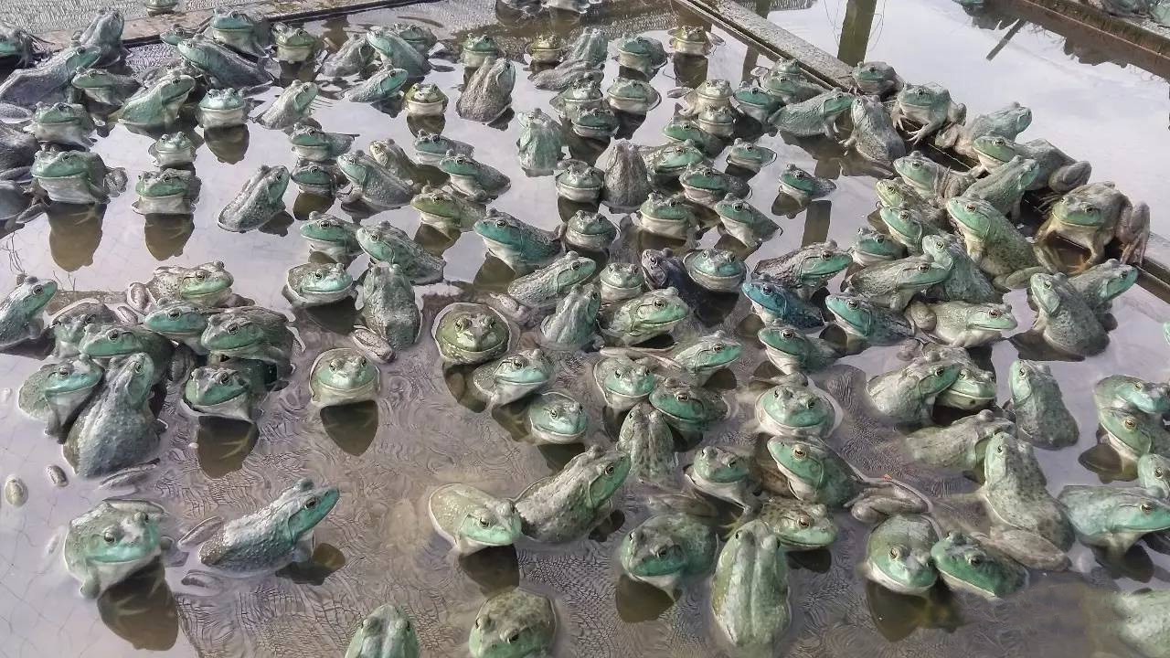 牛蛙养殖哪里合法,养殖牛蛙技术视频教程