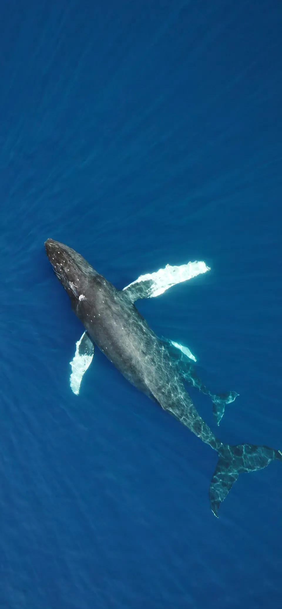 苹果live动态壁纸全屏高清4k,ios动态壁纸intolive平板