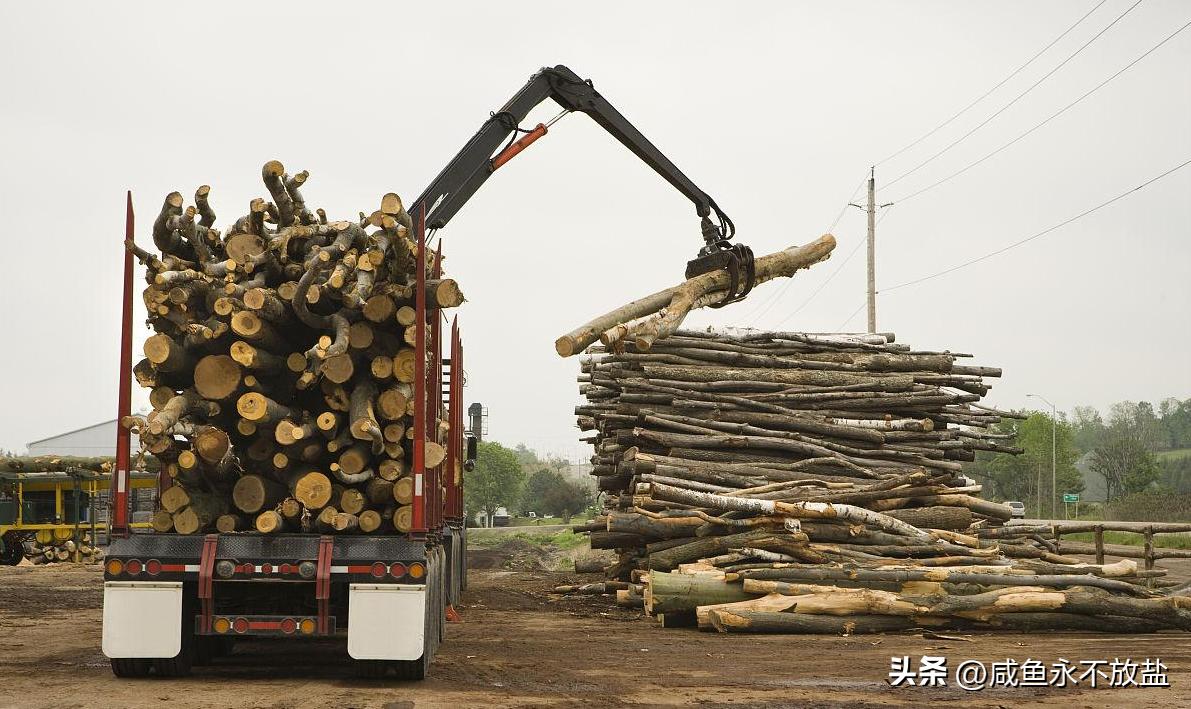 从林业运营中起重机的技术探索，分析如何提升其砍伐、剥皮等性能