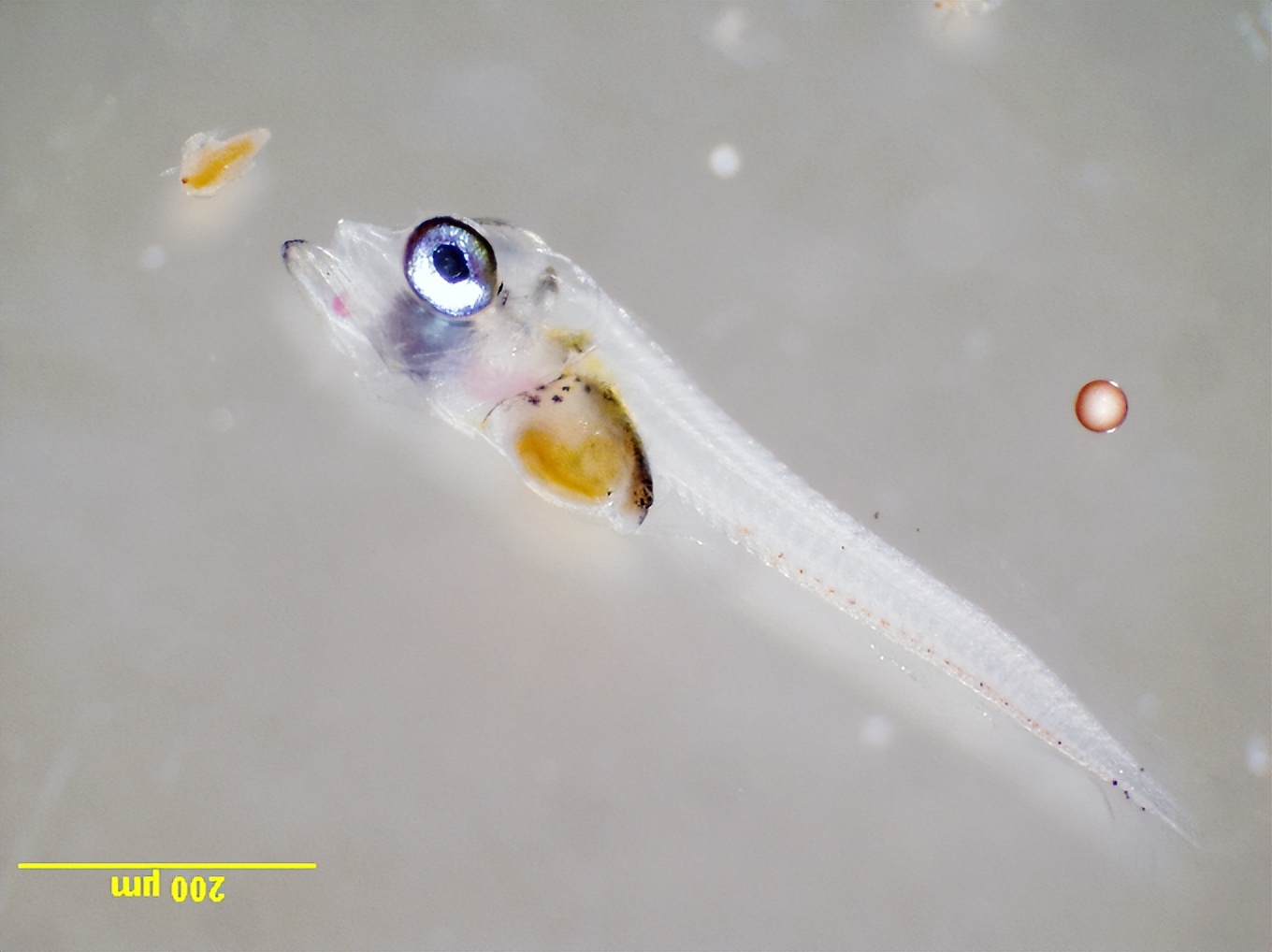 金枪鱼为什么停止游泳就会死掉,金枪鱼为什么停止游动会死