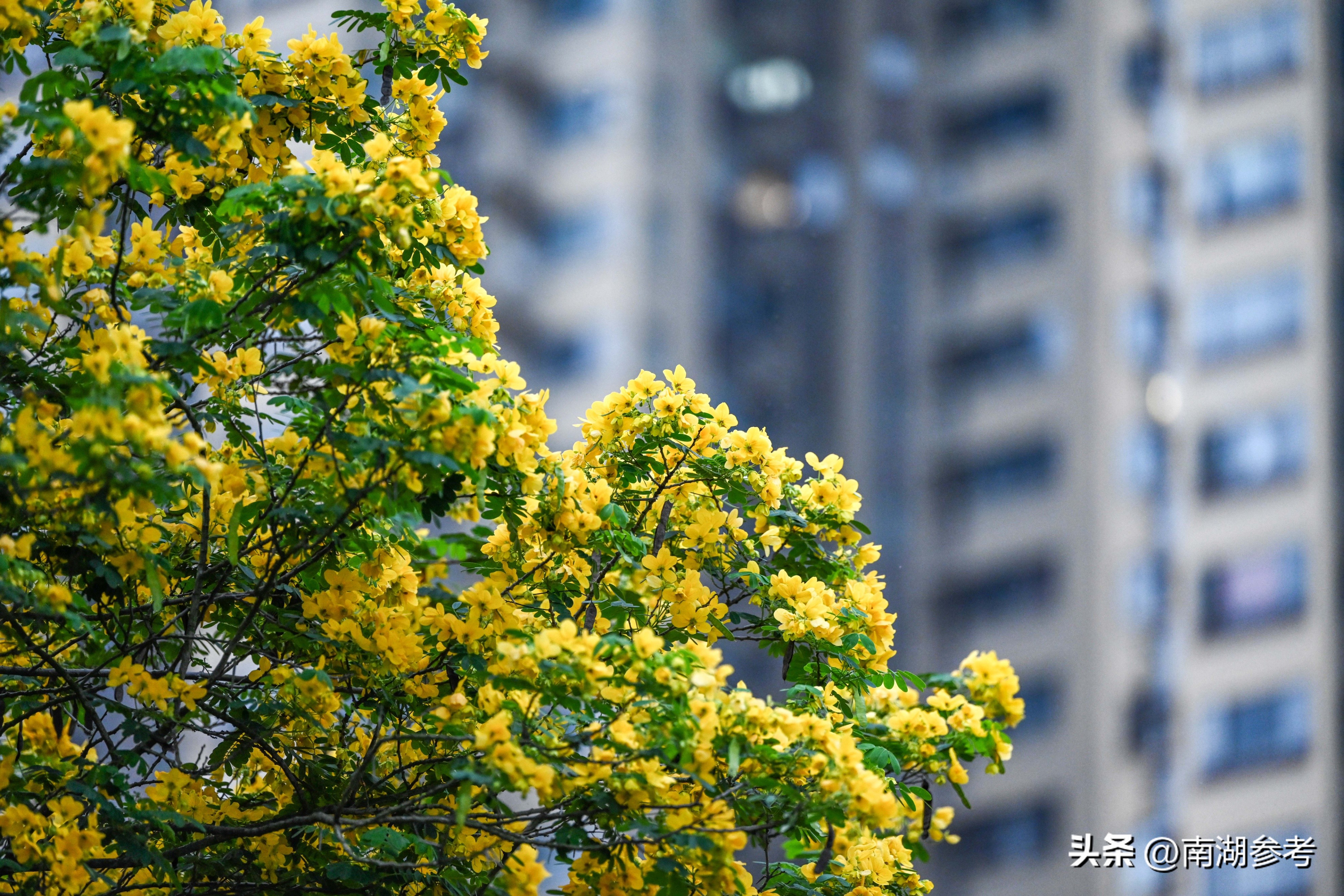 满目鲜花灿烂才是春天该有的样子,满目黄花遍地金