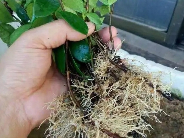 生根粉生根剂主要成分是什么,生根粉是生长素类调节剂吗