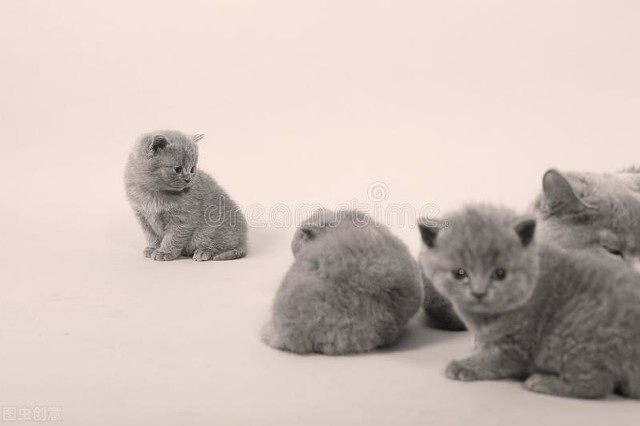 猫咪怎么选择公猫的,猫宠指南新手养什么猫