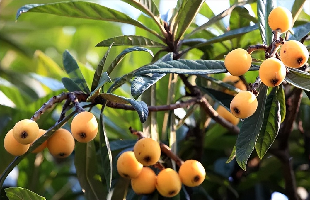 南方十大好吃水果有哪些,南方十大水果