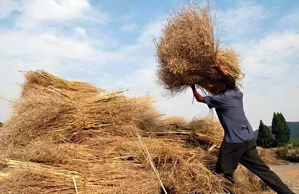 稻草秸秆变身新型建材,秸秆环保新型建材