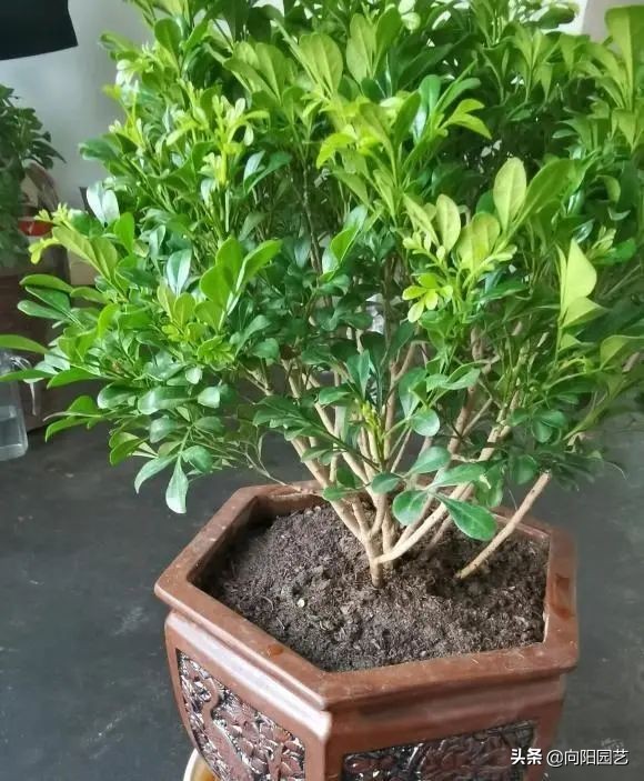 室内好养的香花,适合室内养的有香味的花四季