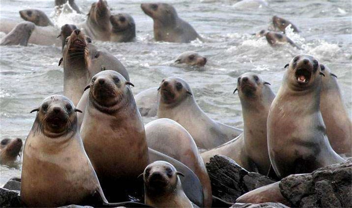 澳大利亚百万骆驼泛滥成灾,澳洲野兔泛滥成灾上演人兔大战