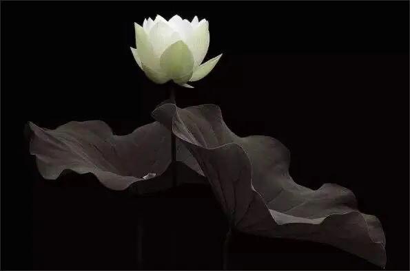 特蕾莎修女对整个世界的慈悲,特蕾莎修女的感人事迹