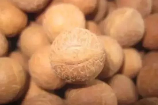 凤眼菩提眼里有坑,凤眼菩提哪年最疯狂