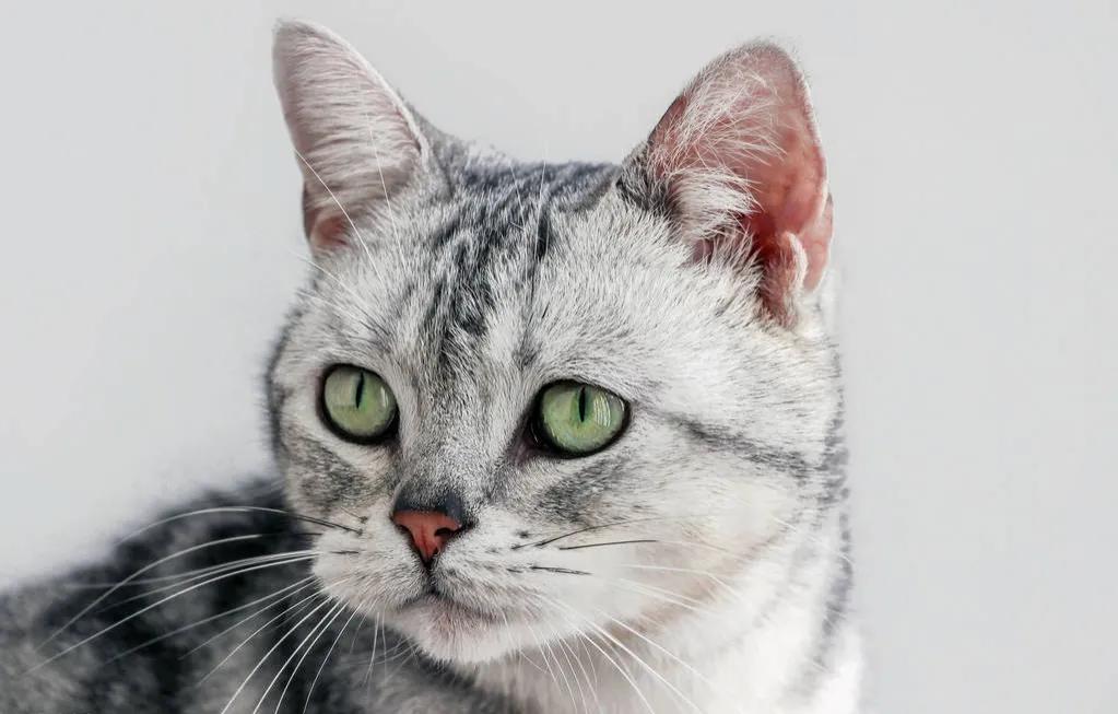 郑振铎猫的语言风格,郑振铎的猫公开课评价