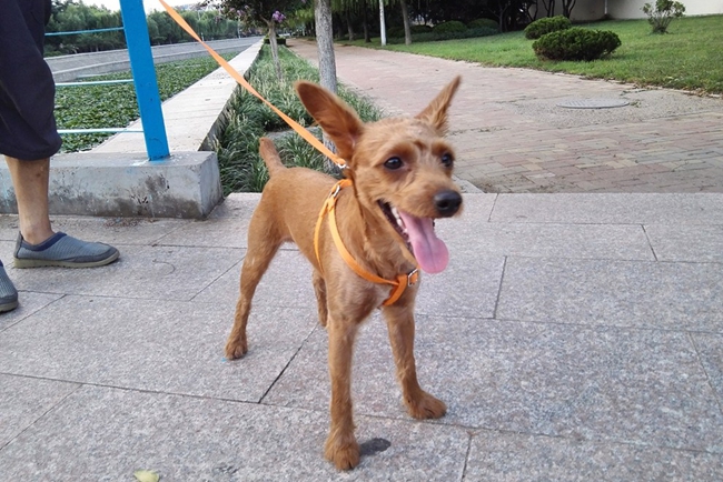 小鹿犬好养吗优缺点有哪些,关于小鹿犬的知识和技巧