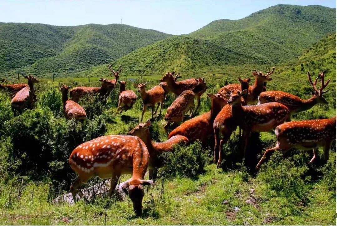 速收！兰州出发，临夏太子山旅游大通道及3-5日大环线自驾游攻略！