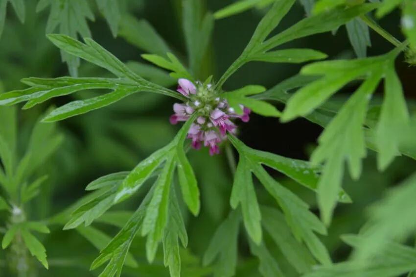 益母草是妇科圣药,妇女之友益母草功效