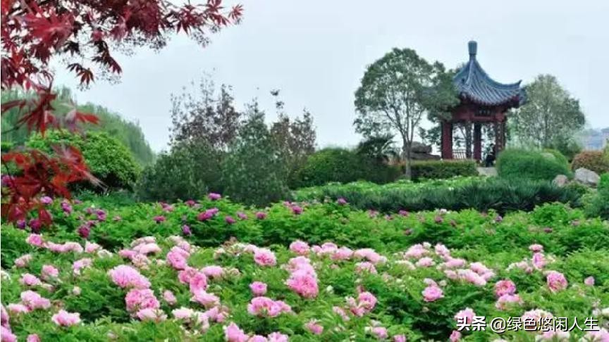 玉堂春富贵指哪些花,玉堂锦绣富贵春寓意