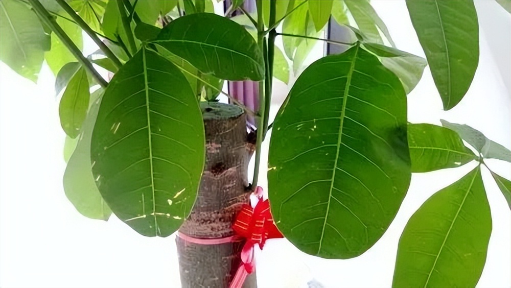 门前种三树家兴旺三代是哪三树,古人说门前栽3树家兴富三代