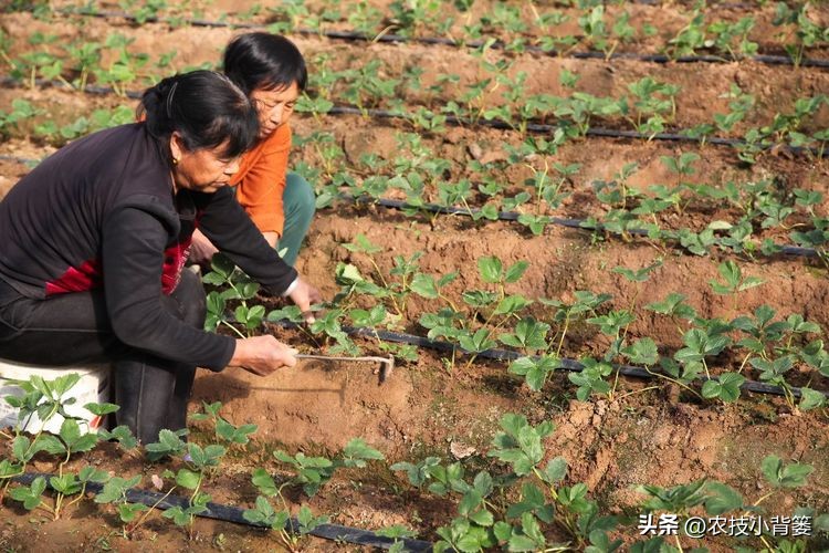 草莓的种植方法不用营养土种草莓,种草莓如果草莓苗有根如何种植