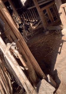 老鼠贴粘到鸟违法吗,老鼠贴能粘住死人吗