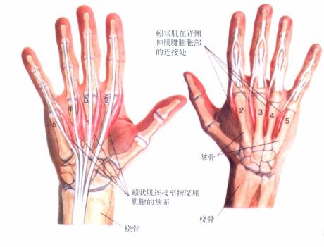手指关节腱鞘炎怎么推拿,手指腱鞘炎治疗按摩方法