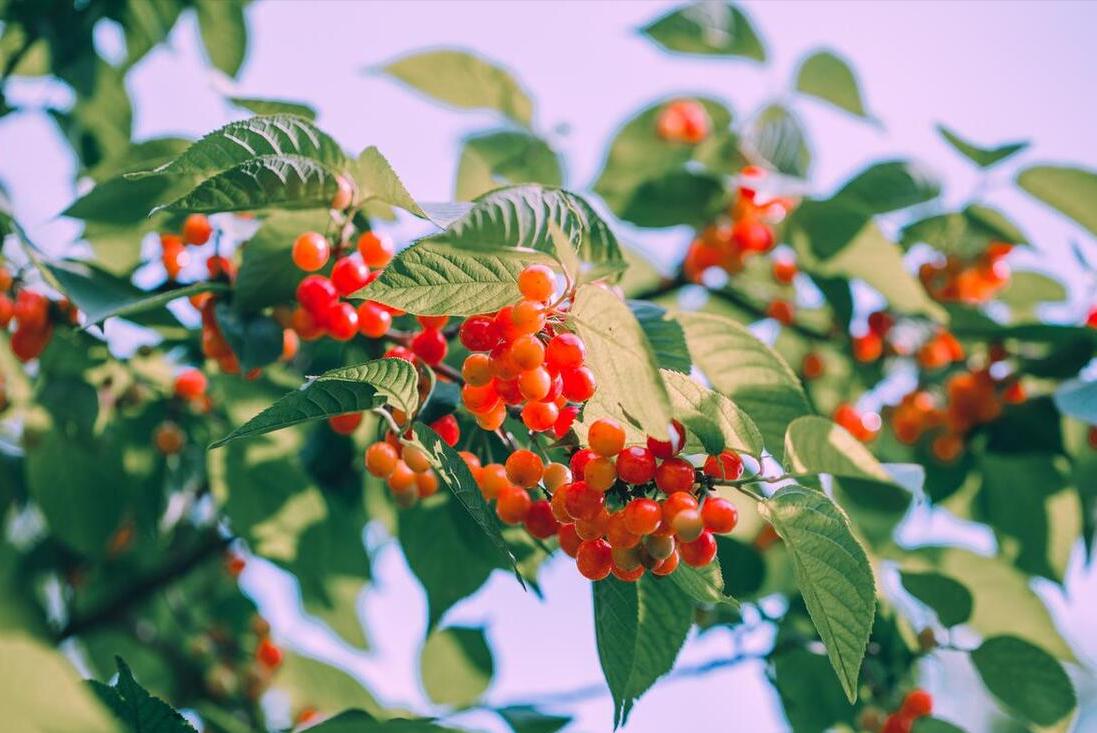 5月，建议女人：少吃榴莲和青梅，多吃6样，补充营养气色好显年轻