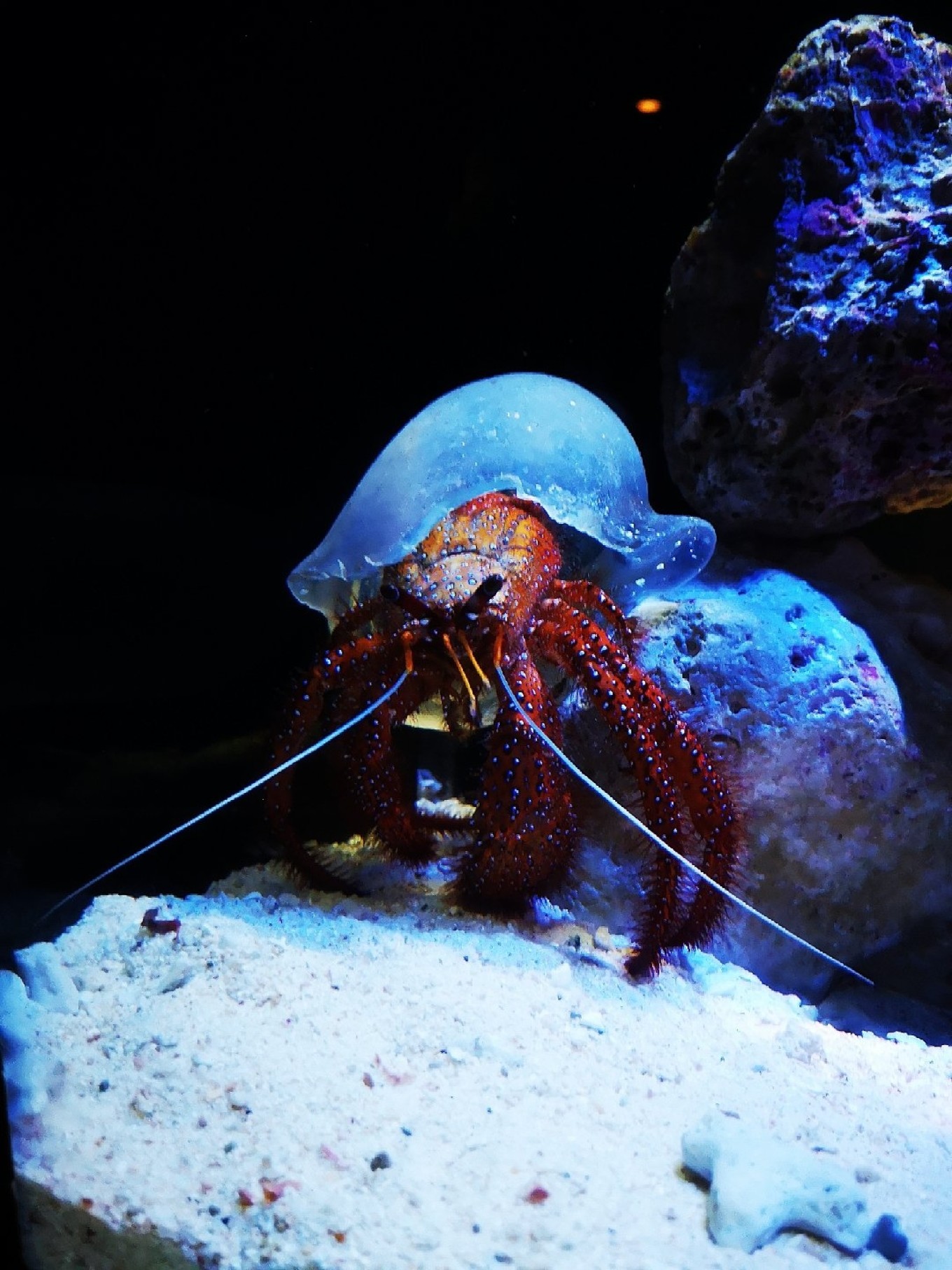 暑期档2019年,2019年暑期档