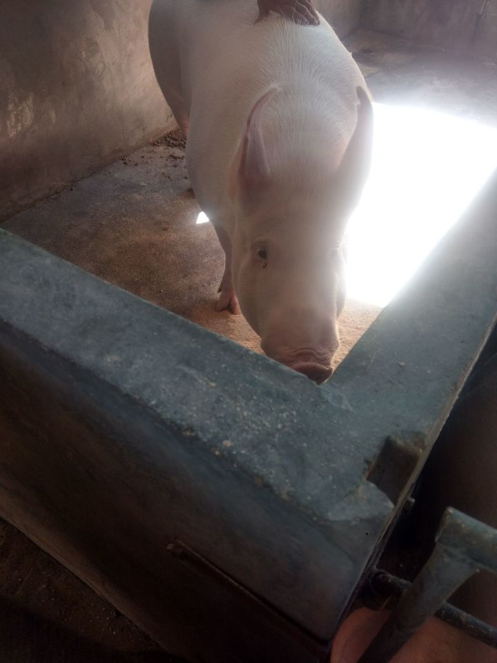 为什么猪能存活下来,为何猪在进化中没有被毁灭