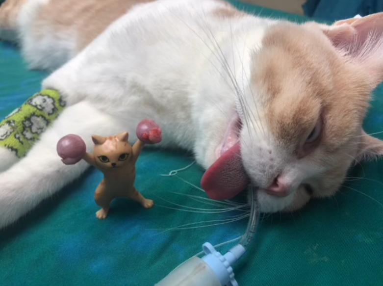 猫能被捂死吗,猫能被自己的屎臭死吗