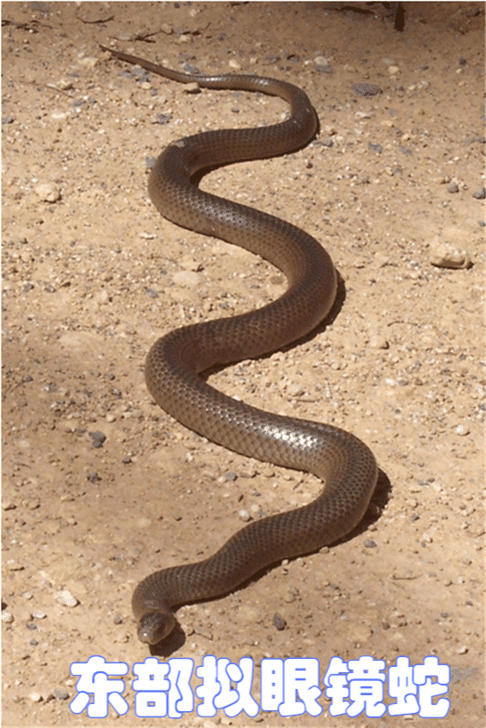 世界最毒的蛇十大毒蛇,中国境内最毒的蛇