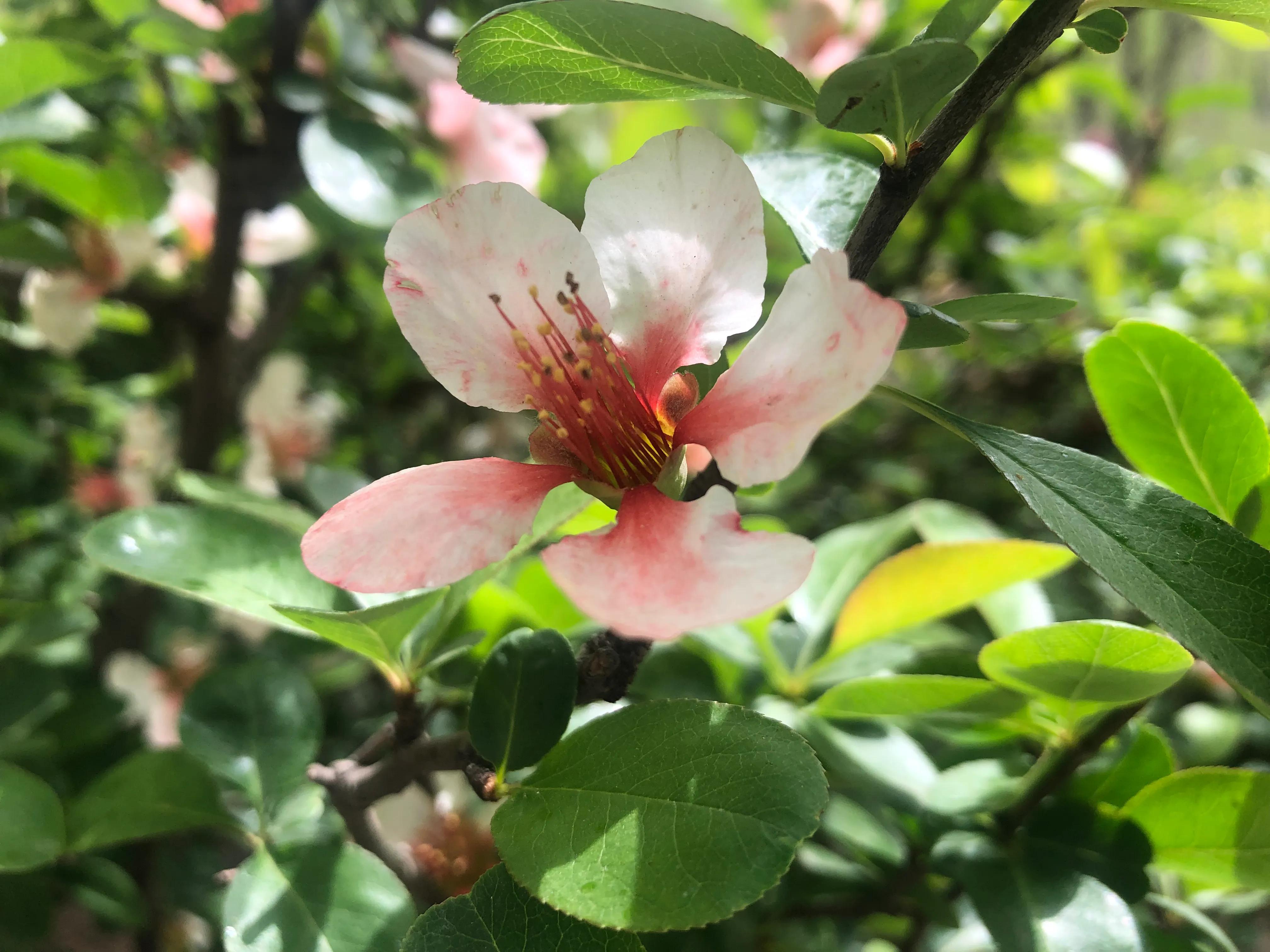 海棠四品怎么样,海棠四品指的是什么