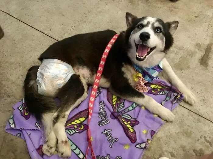 黑心狗厂逼迫反复生育至瘫痪的哈士奇，被拯救后活成了小公主