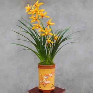 花开富贵花卉图片大全,金玉满堂花图片