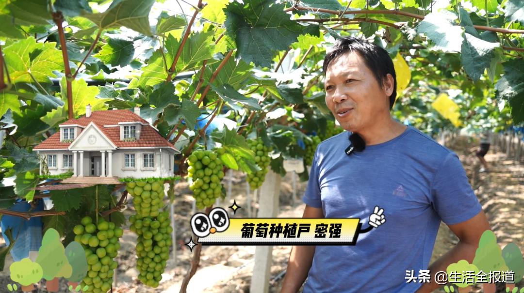 武汉优质农产品东西湖葡萄——葡萄架架起村民“致富桥”