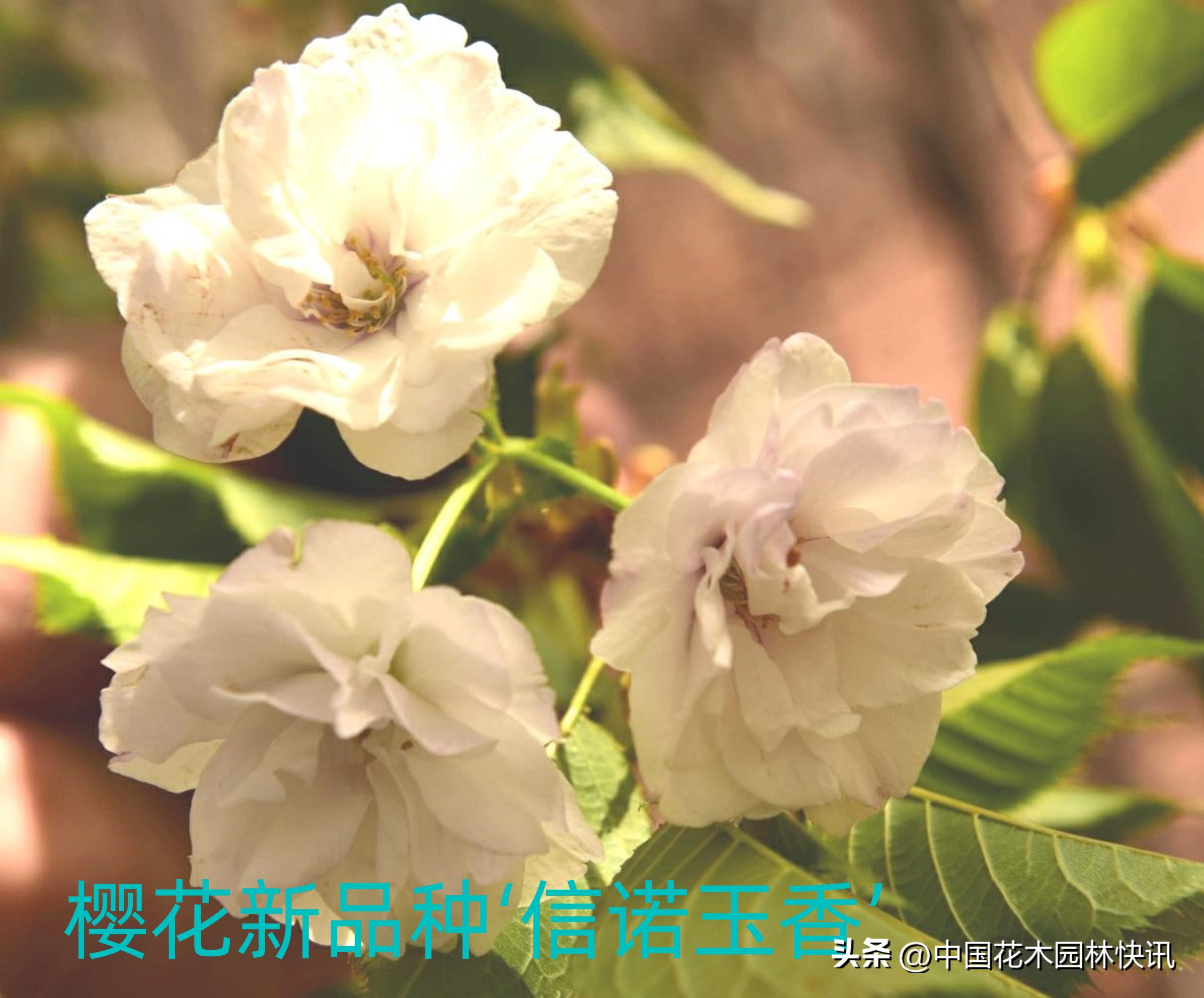 青岛樱桃谷樱花,青岛大崂樱花谷单樱