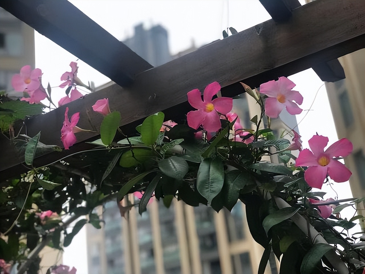 四季开花耐寒耐晒的花太阳花,耐热耐寒好养不需要阳光的花