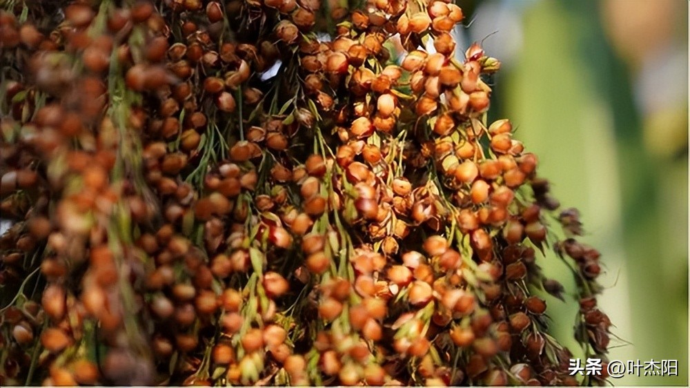 黔君道酒黄瓶装,黔君道酱香型白酒